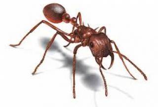 9 طرق سهلة و مجربة للتخلص من النمل فى المنزل 
